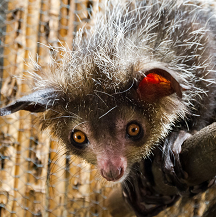 Photo of an aye-aye looking stressed.