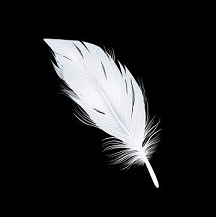 Photo of a white feather floating on a black background.